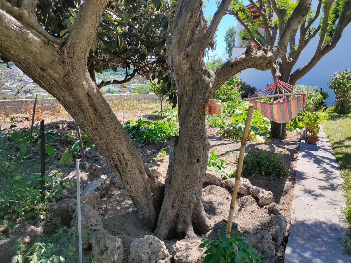 Il Giardino Lejlighed Barano dʼIschia Eksteriør billede